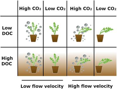 Response of Submerged Macrophyte Growth, Morphology, Chlorophyll Content and Nutrient Stoichiometry to Increased Flow Velocity and Elevated CO2 and Dissolved Organic Carbon Concentrations